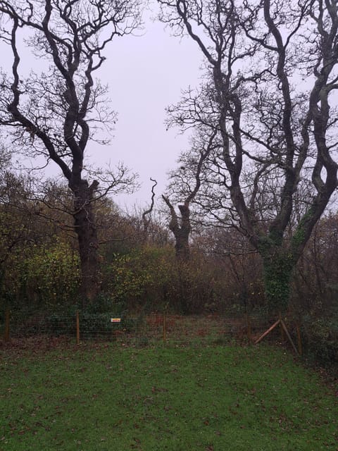 View from rear of house over woodland with wildlife viewing opportunities