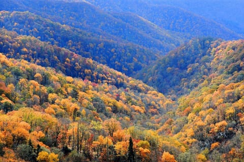 Enjoy peak fall foliage in the Smoky Mountains, close to all attractions.