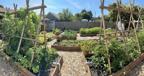 Summer garden , yum! Tomatoes, beans, jalapeños, melons, cucumbers - a little bit of everything!