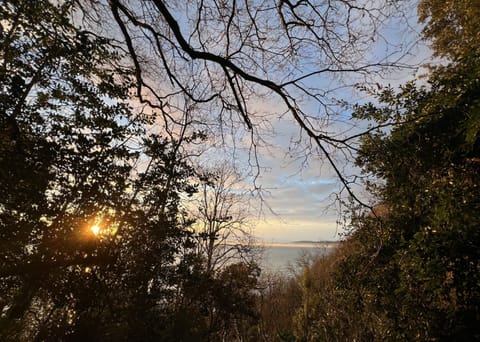 View from Forest at Dawn