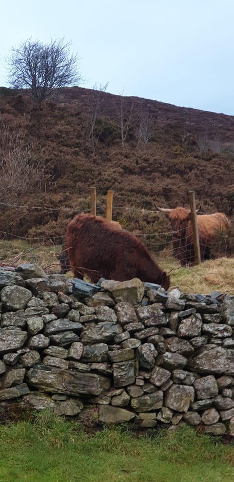 Highland cows investigating new guests