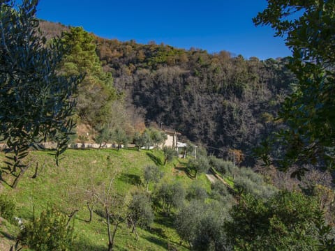 Tree, Leaf, Natural Environment, Nature, Vegetation, Natural Landscape, Plant Community, Ecoregion, Highland, Forest