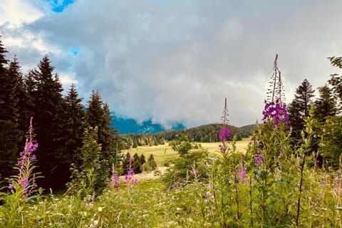 Surroundings [summer] (1-5 km)