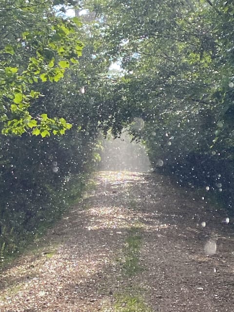 Hidden Hollow Road to the cottage.