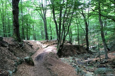 Region [summer] (>5 km)