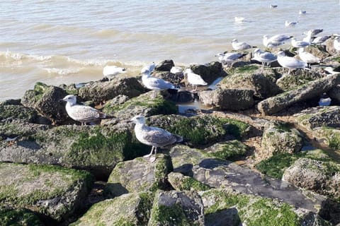 Immediate Surroundings [summer] (<1 km)