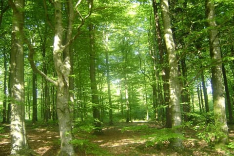 Region [summer] (>5 km)