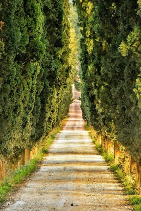 Cypress-lined paths