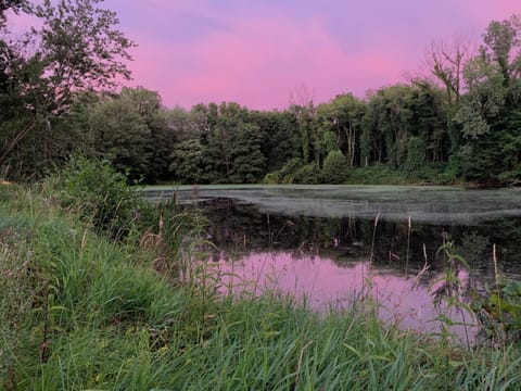 View from backyard: sunset sky over blueberry pond
