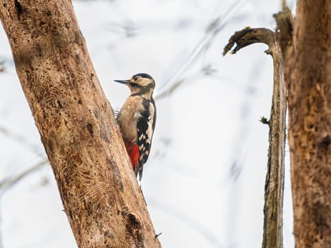 Vertebrate, Wildlife, Twig
