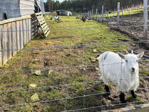 Outdoor | Willow Bale Cabin - Straw Bale Cabins, Dallas