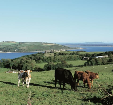 Field with cows and view of Llansteffan Castle and the Tywi estuary beyond