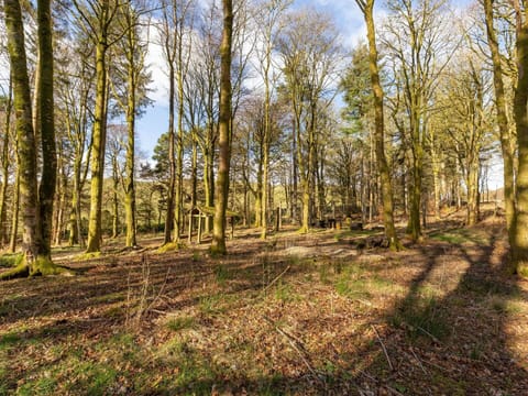 Leaf, Branch, Tree, Natural Environment, Wood, Vegetation, Natural Landscape, Forest, Grove, Ecoregion