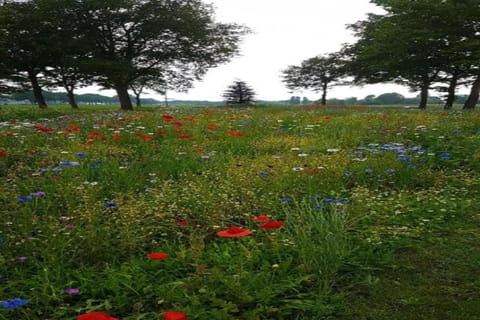 Region [summer] (&gt;5 km)