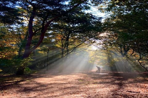 Surroundings [summer] (1-5 km)