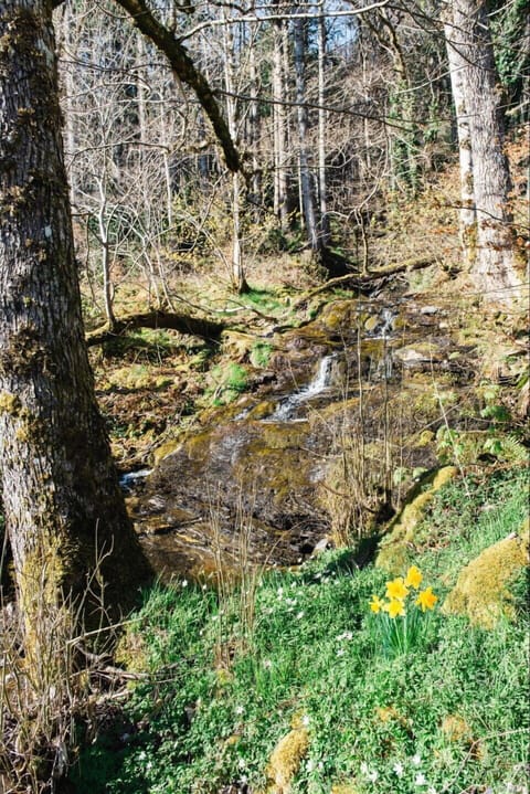 Furniture, Wood, Interior Design, Cabinetry, Kitchen, Flooring, Countertop, Cupboard, Room, Wood Stain