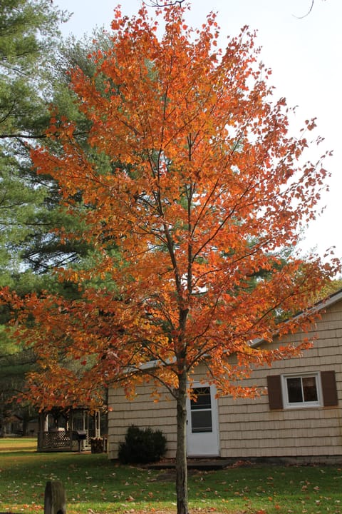 Fall Sunset Maple Tree on side of Cabin