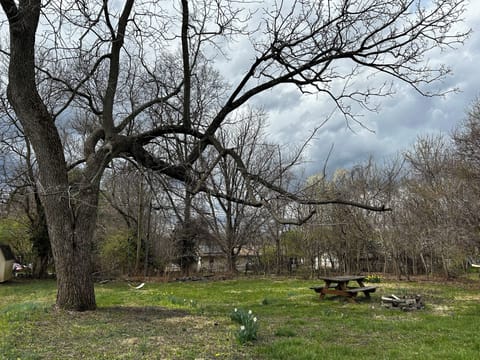 Backyard, picknick table
