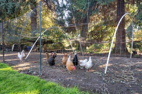 Happy chickens with organic feed.