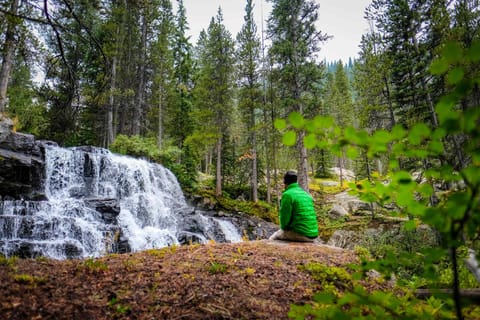 Tranquil moment by a forest waterfall under towering pines.