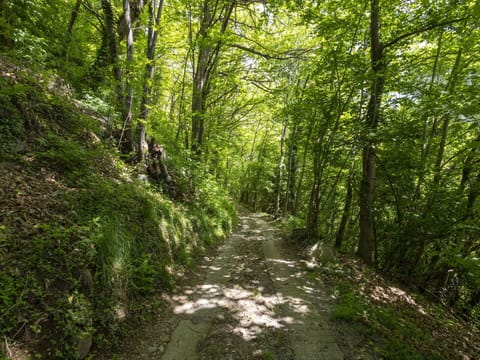 Leaf, Green, Natural Environment, Tree, Nature, Branch, Wood, Vegetation, Natural Landscape, Forest