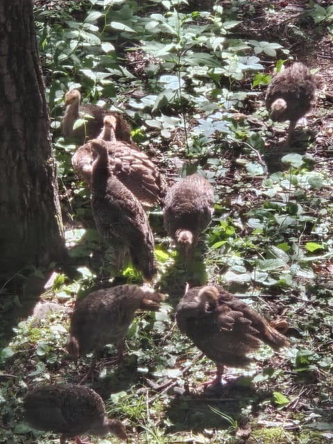 1 Gobler, 3 hens, and 14 chick's. Plenty of turkeys this year.