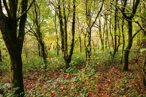 Mature woodland available for guests use