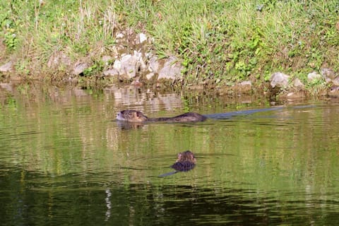 Surroundings [summer] (1-5 km)
