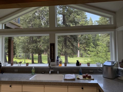 View out the back from kitchen window