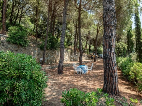 Tree, Leaf, Vegetation, Branch, Shrub, Spring, Woody Plant, Garden, Shade, Woodland