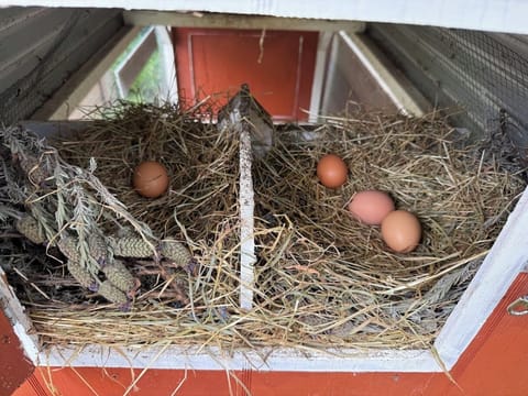 Guests can help themselves to farm fresh eggs in spring/summer.