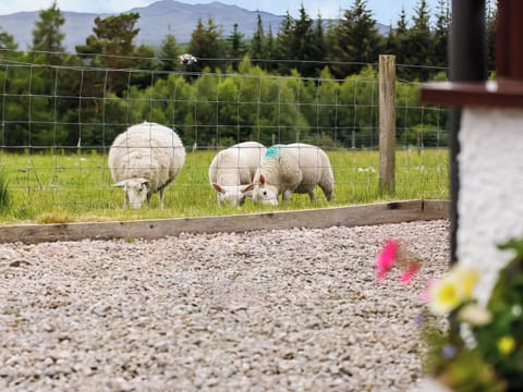 Exterior | Drumlea Cottage, Bonar Bridge, near Lairg