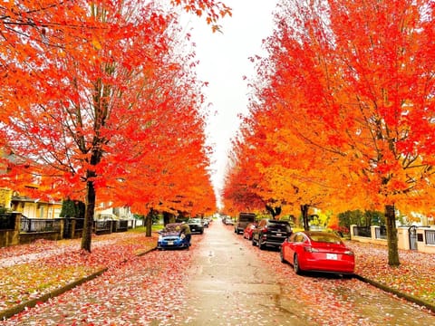 Experience the beauty of our neighborhood with this stunning, tree-lined street in autumn. The vibrant colors of the fall foliage create a picturesque and welcoming atmosphere for a memorable stay.