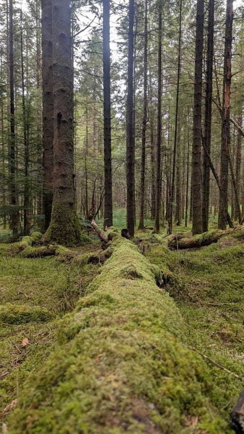 Dalavich Ancient Woodland
