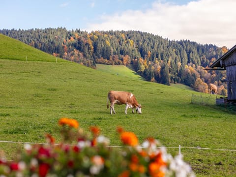 Immediate Surroundings [summer] (&lt;1 km)