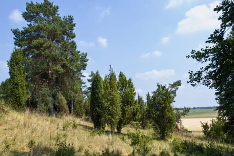 Immediate Surroundings [summer] (<1 km)