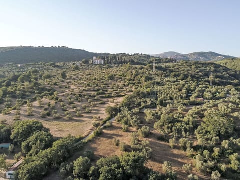 Natural Environment, Vegetation, Ecoregion, Landscape, Plant Community, Grassland, Rural Area, Land Lot, Chaparral, Forest