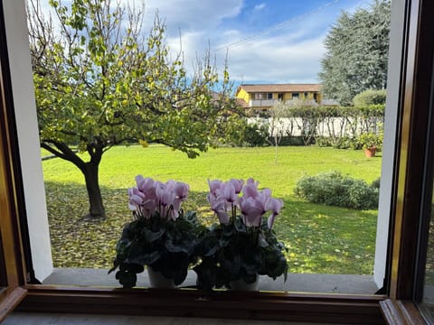 Flower, Petal, Flowerpot, Spring, Garden, Floristry, Houseplant, Tulip