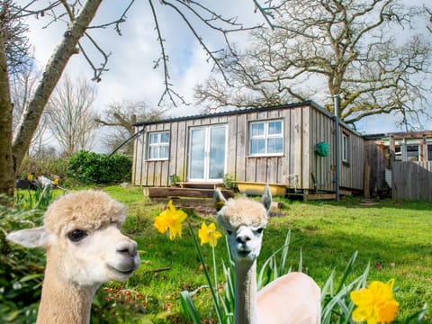Alpaca mischief