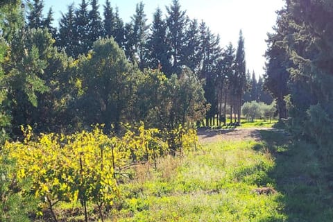 Region [summer] (&gt;5 km)