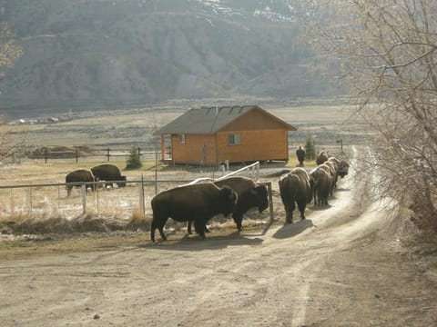 Bison visiting the cabin during winter and early spring.