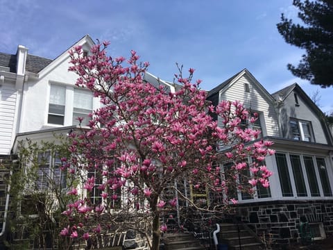 Welcome to Ednor Gardens! 
Our Magnolia in Bloom this Spring