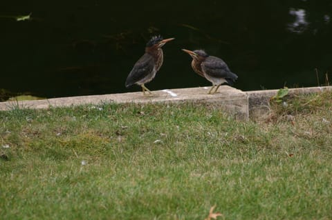 Young green herons on their first exploration from the nest in our trees.
