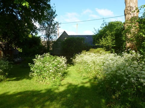 The garden in early summer - cow parsley