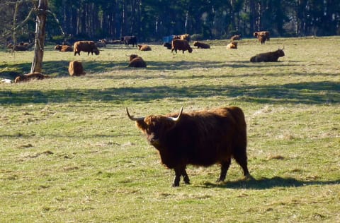 Highland cattle in adjacent field