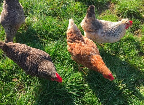 Collect fresh eggs from our hens for your breakfast! 