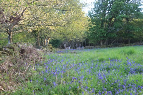 Regular visitors - fallow deer