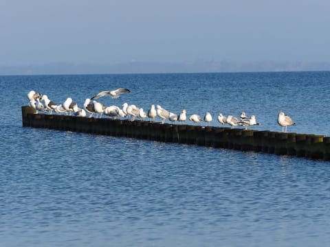 Beach nearby, sun loungers