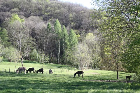 Donkeys in Dumenza