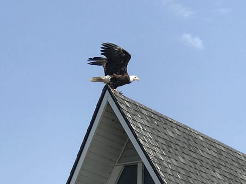 Nature-lover's paradise - Julie took this photo of "our" eagle next door.